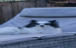 Mixed Breed dogs for sale: Papillon x pomeranian  - Image 2