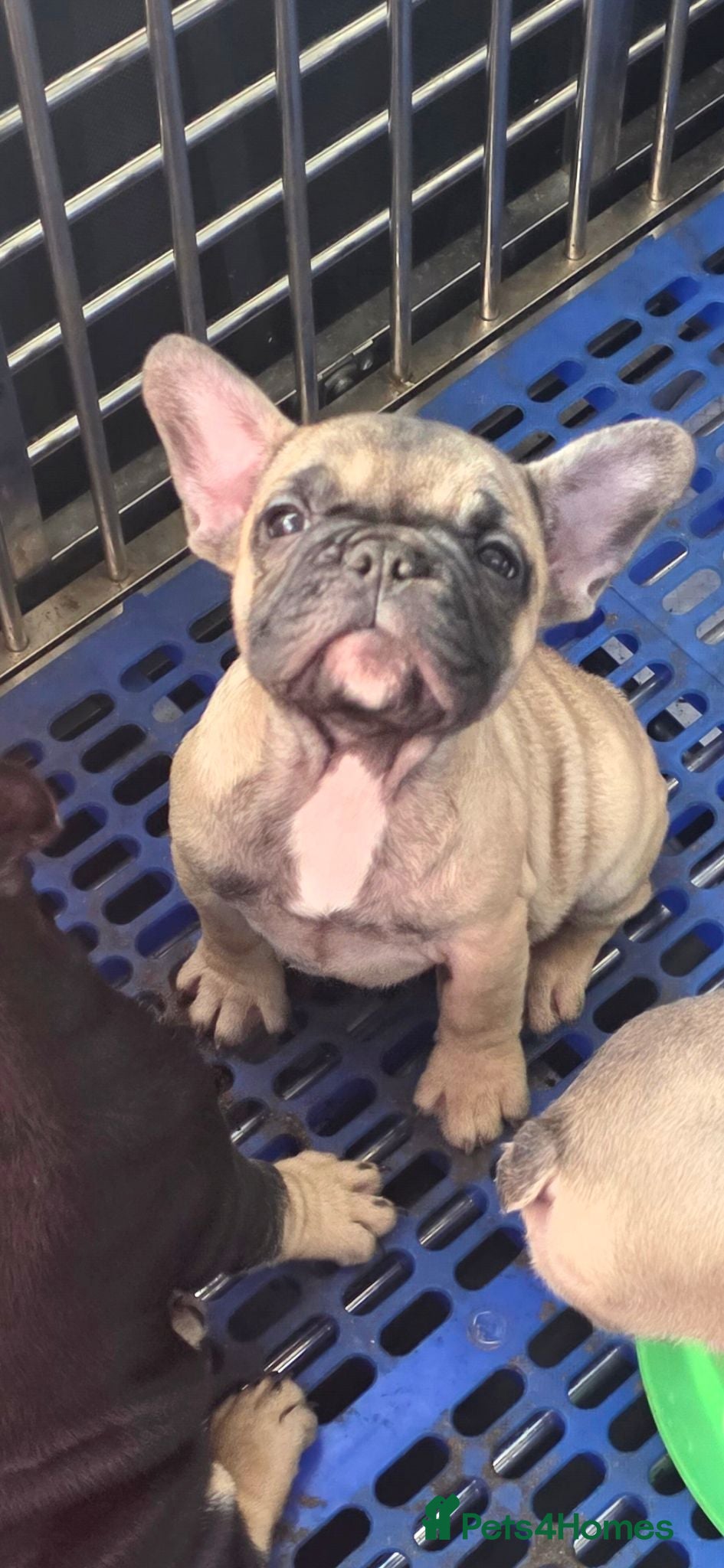 French Bulldog dogs Frenchbulldogs😍❤️8 week old - Advert 16