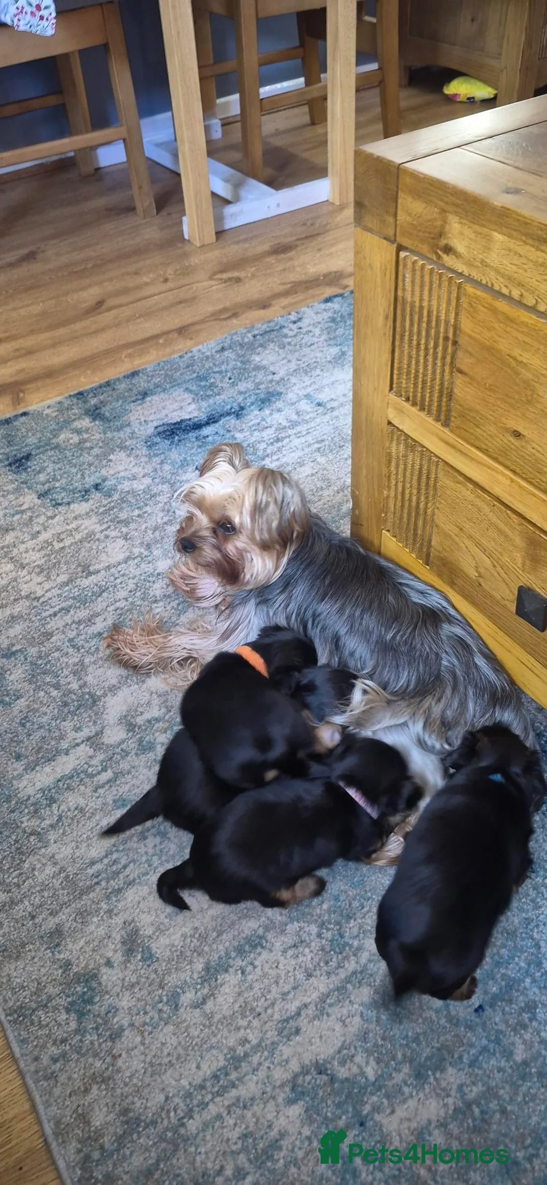 Yorkshire Terrier dogs for sale: 4 Stunning Miniature Yorkshire Terrier Puppiess - Advert 13