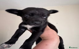Mixed Breed dogs for sale: 6 Female Puppies  - Image 9