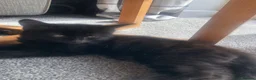 Mixed Breed cats for sale: Kittens  - Advert 4
