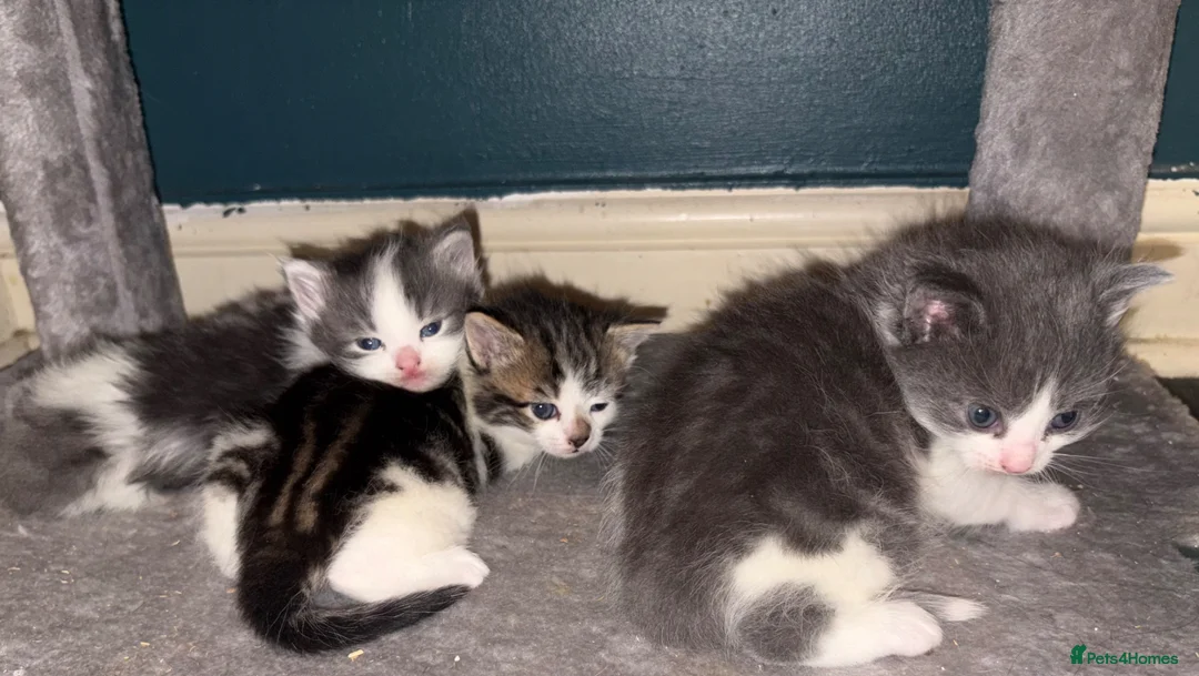 British Longhair cats for sale: British longhair kittens - Advert 11