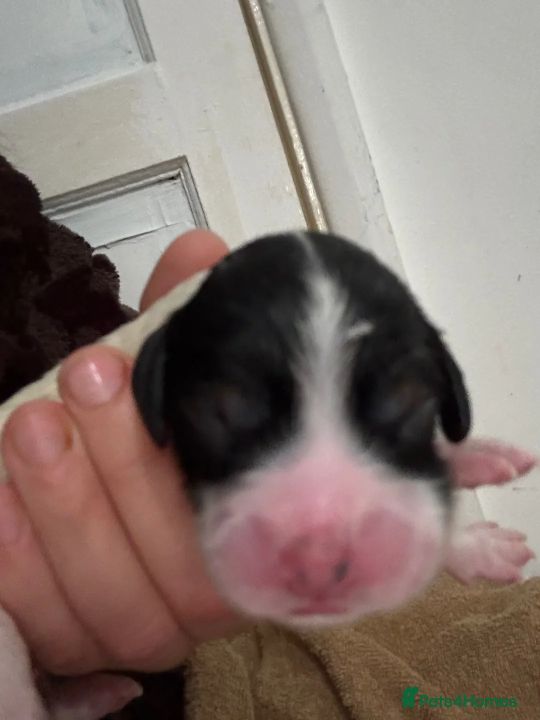 Cockapoo dogs for sale: Cockapoo pups  - Advert 31