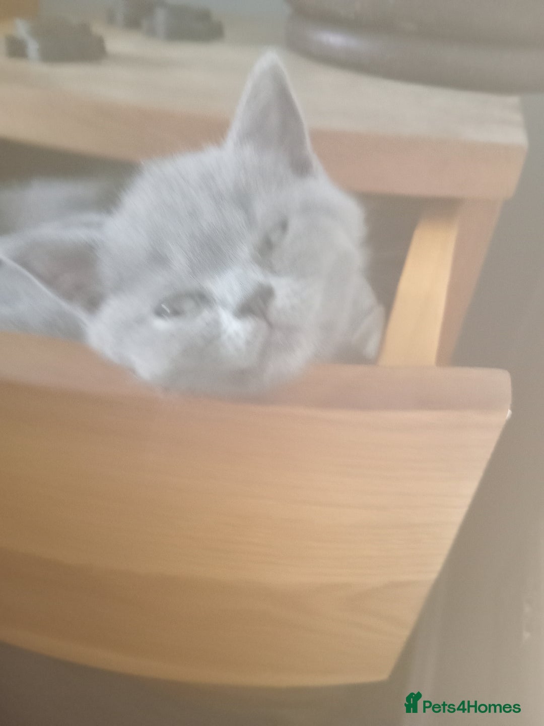 British Shorthair cats for sale: BRITISH SHORT HAIR KITTENS  in Gloucester - Image 14