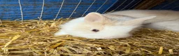 Lionhead rabbits for sale: 9x gorgeous fluffy lionhead bunnies  - Advert 7