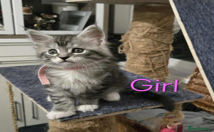 Maine Coon cats - Advert 1