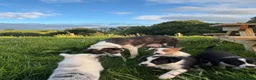 Border Collie dogs for sale: Beautiful pups for sale  - Advert 4
