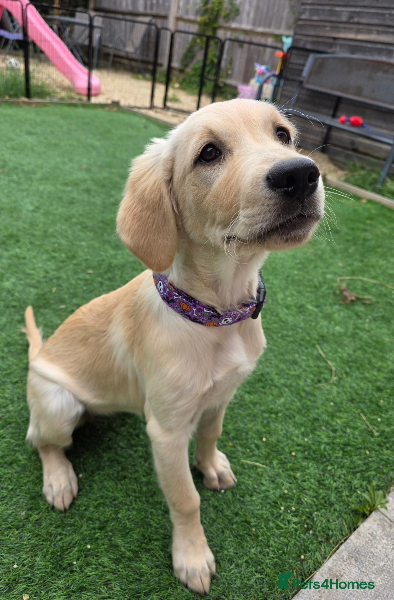 Golden Retriever dogs Golden Retriever Female Puppy 17 weeks old - Advert 5