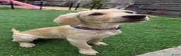 Golden Retriever dogs for sale: Golden Retriever Female Puppy 17 weeks old in Bridgwater - Advert 1