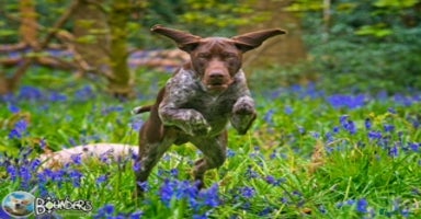 German Shorthaired Pointer dogs in Chesterfield - Advert 8
