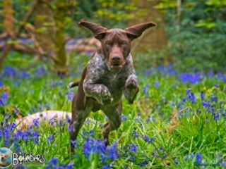 German Shorthaired Pointer dogs Jasper AKA Swallow of the north in Chesterfield - Advert 2