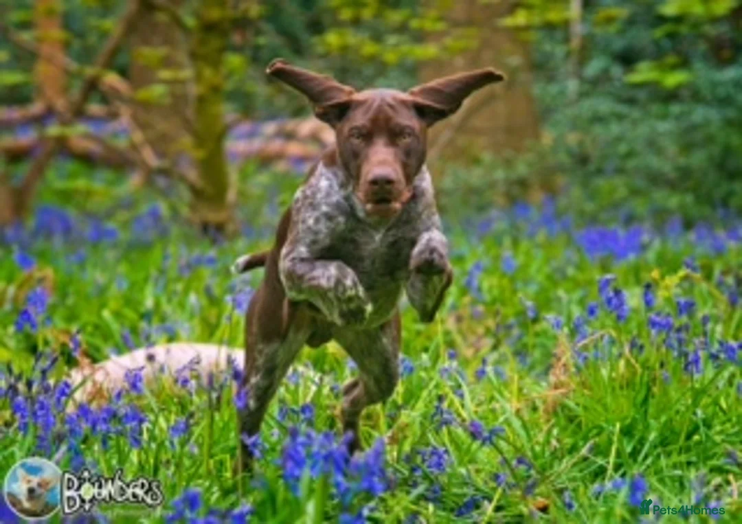 German Shorthaired Pointer dogs for stud: Jasper AKA Swallow of the north - Advert 2