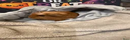Guinea Pig rodents for sale: Guinea pigs  in Stoke-on-Trent - Advert 2