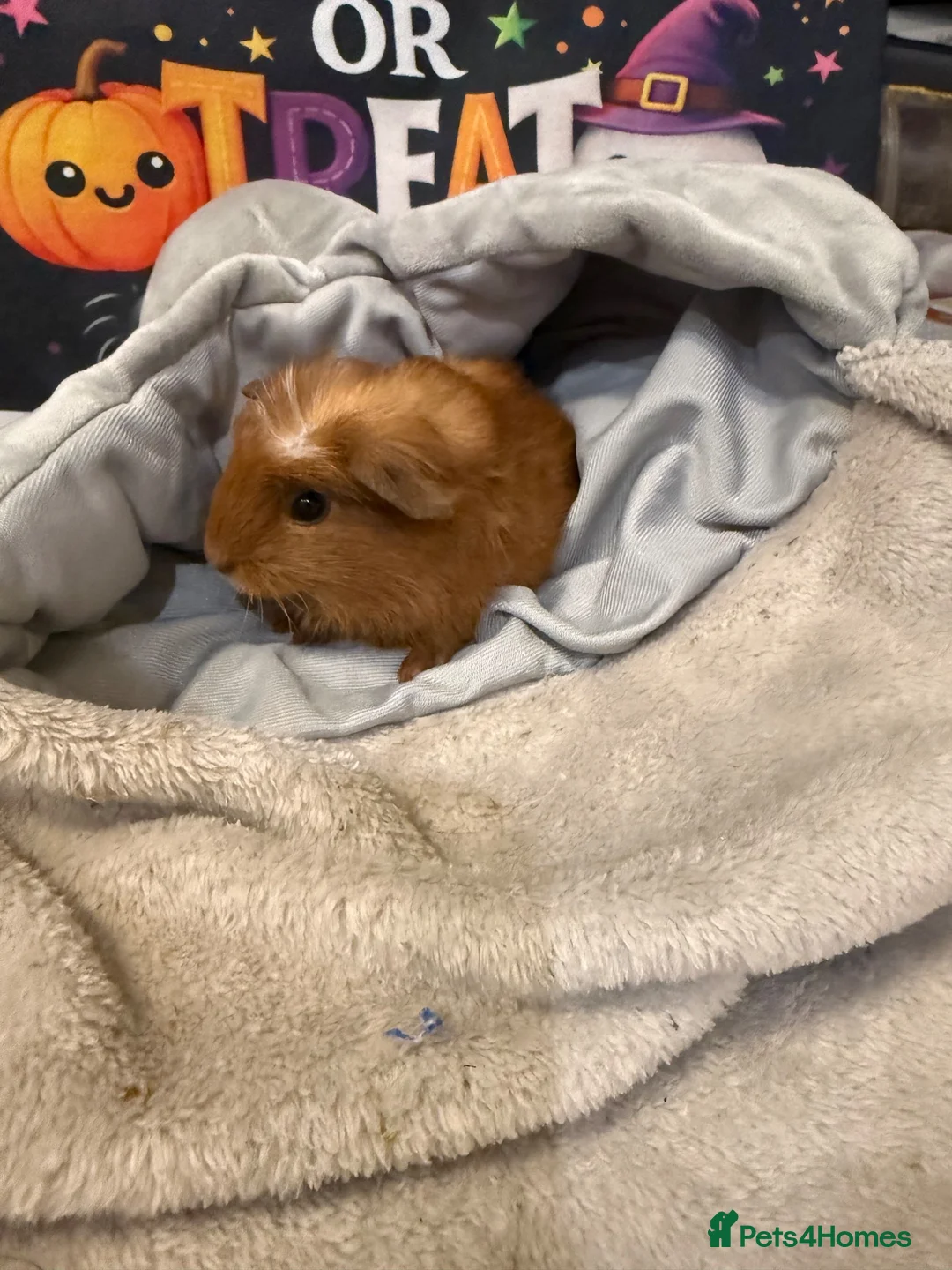 Guinea Pig rodents for sale: Guinea pigs  in Stoke-on-Trent - Advert 2