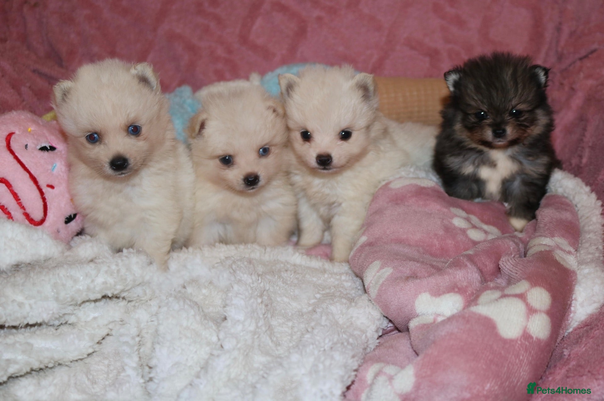 Pomsky dogs Pomsky Puppies - Advert 6