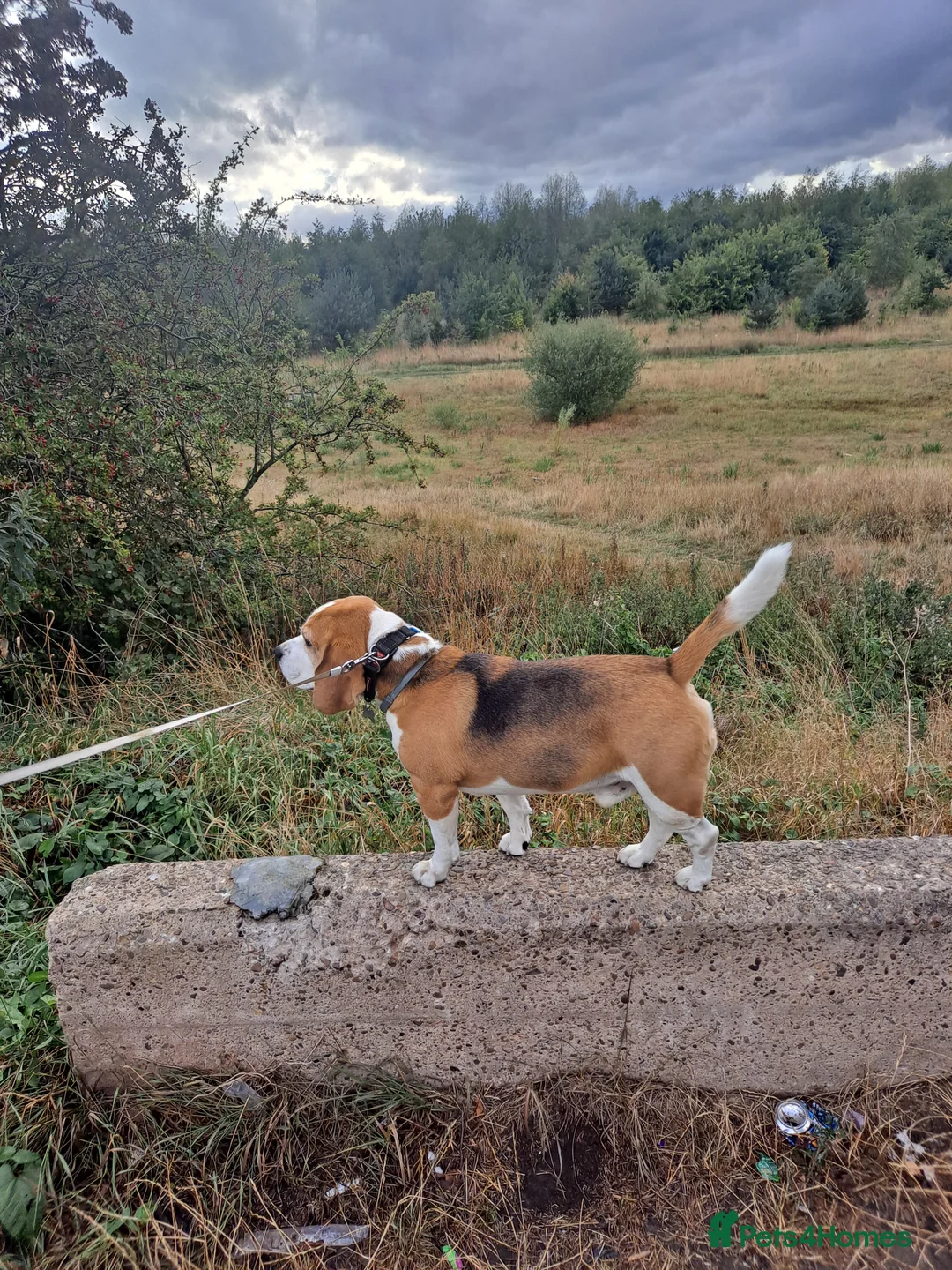 Beagle dogs for stud: Full Pedigree beagle for Stud! - Advert 2