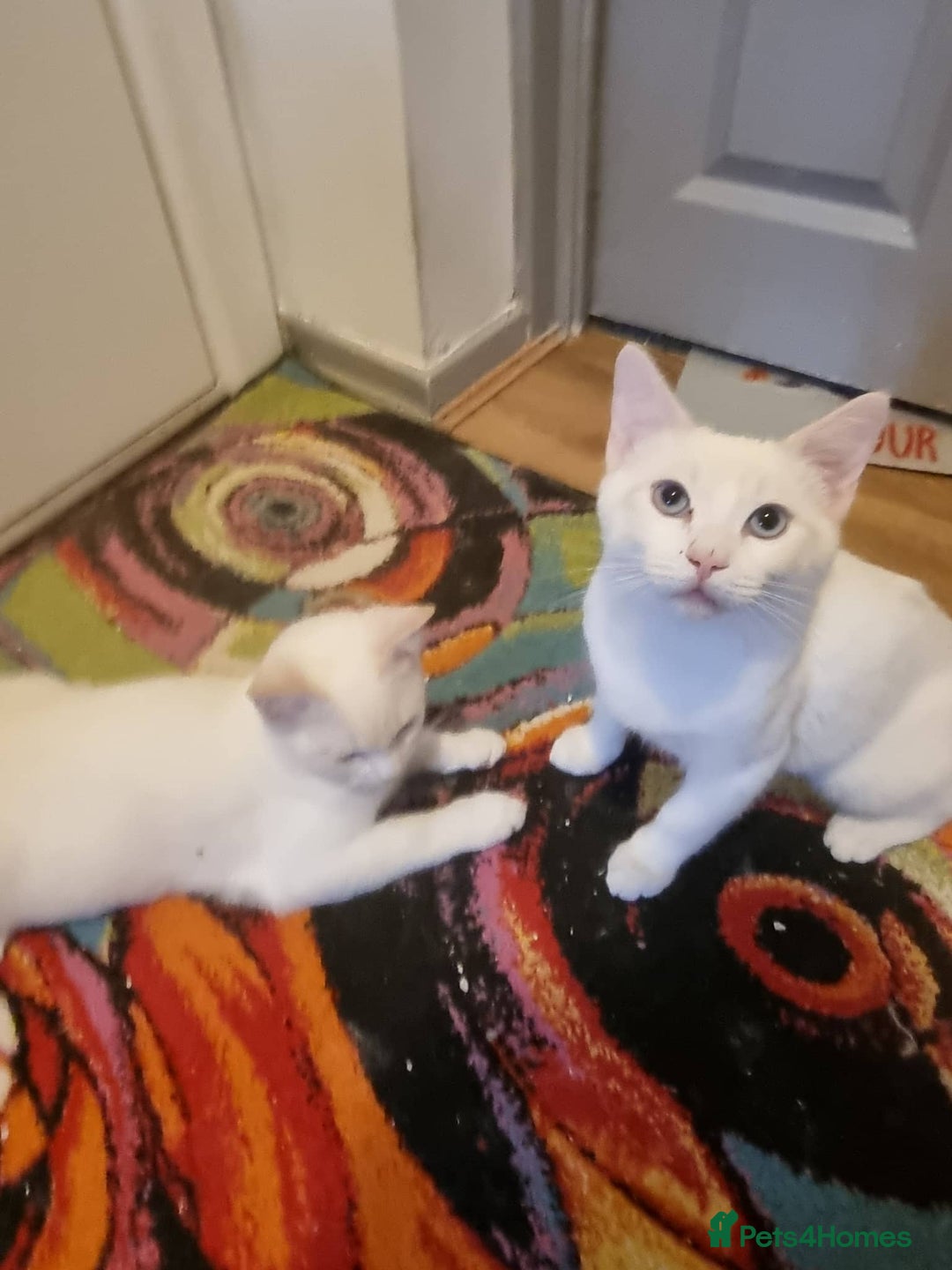 Siamese cats for sale: Flame point siamese  - Advert 10