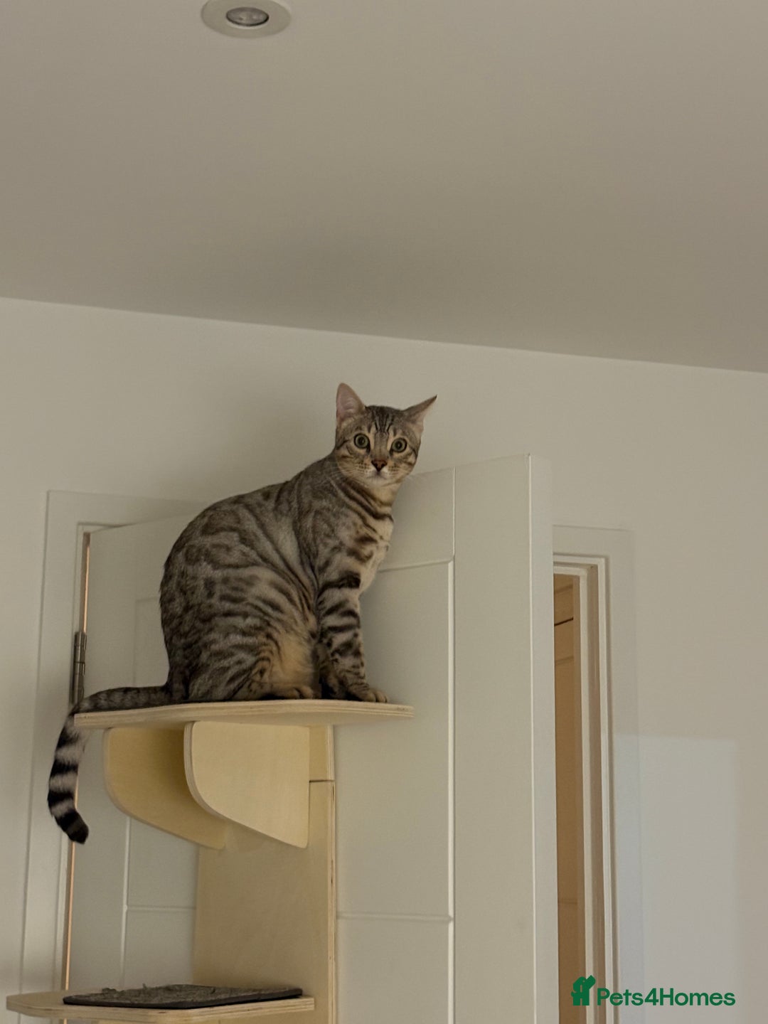 Bengal cats for sale: Loving Home Wanted for Male Bengal – Theo  - Advert 1