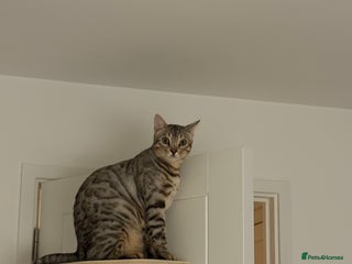 Bengal cats Loving Home Wanted for Male Bengal – Theo - Advert 12