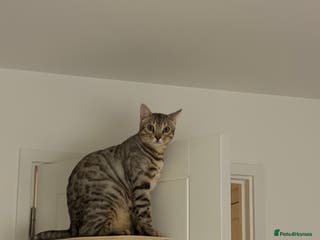 Bengal cats Loving Home Wanted for Male Bengal – Theo - Advert 18