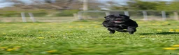 Cane Corso dogs for sale: Quality cane corso puppies  - Advert 2