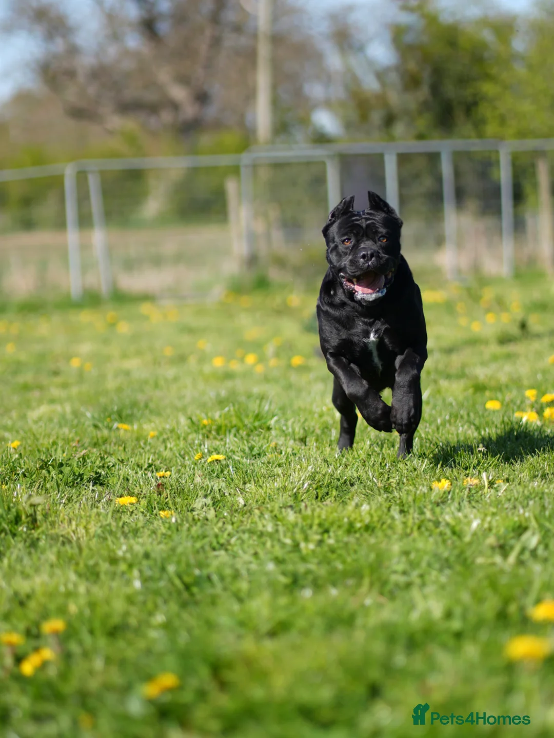 Cane Corso dogs for sale: Quality cane corso puppies  - Advert 2