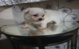 Maltese dogs for sale: Tiny Maltese puppies  - Image 3