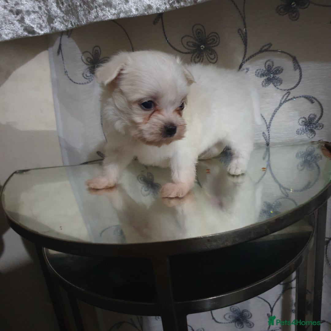 Maltese dogs for sale: Tiny Maltese puppies  - Image 3