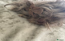 Shih Tzu dogs for sale: Tiny small lilac imperial babies - Image 5