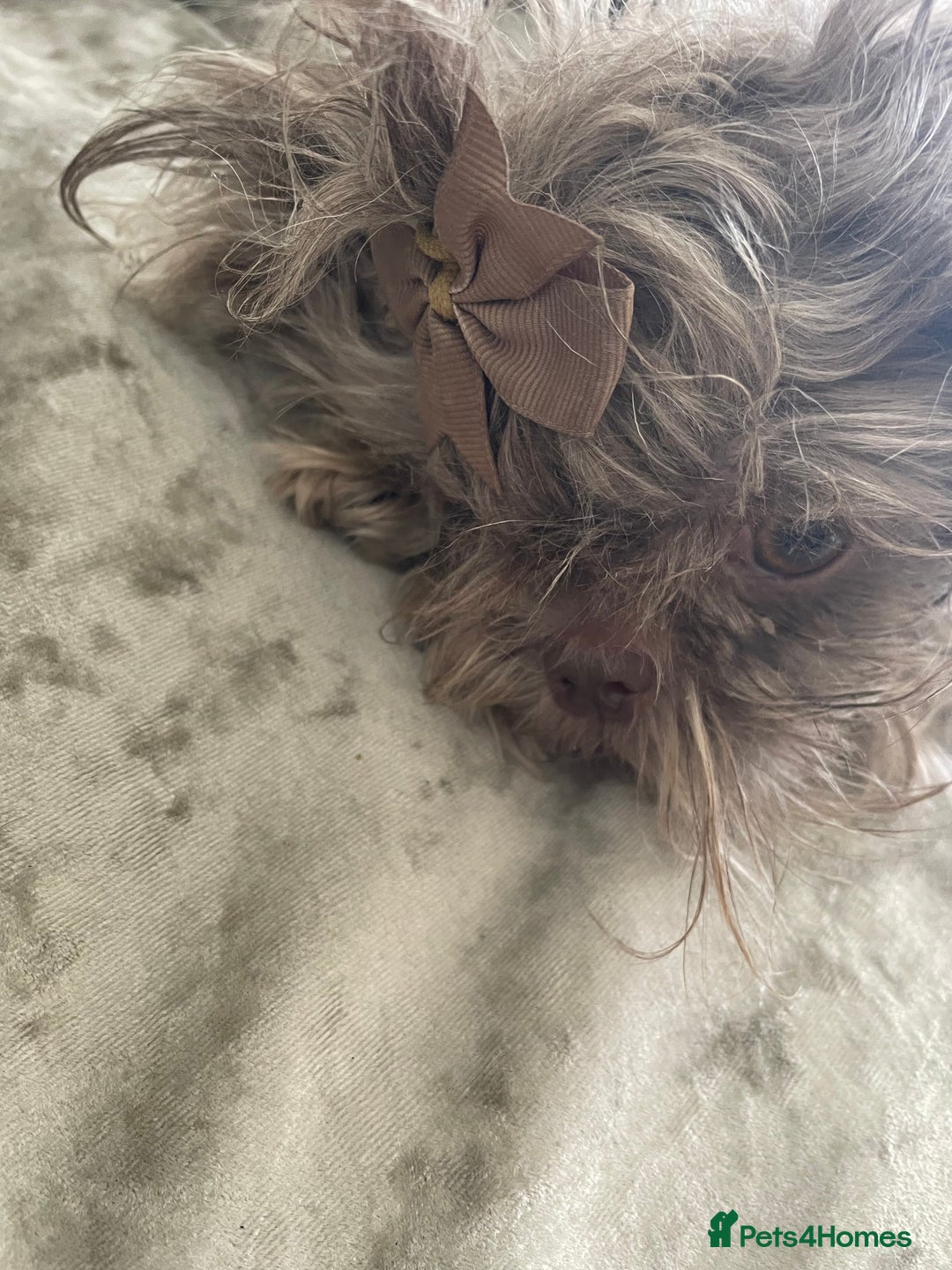 Shih Tzu dogs for sale: Tiny small lilac imperial babies - Image 5