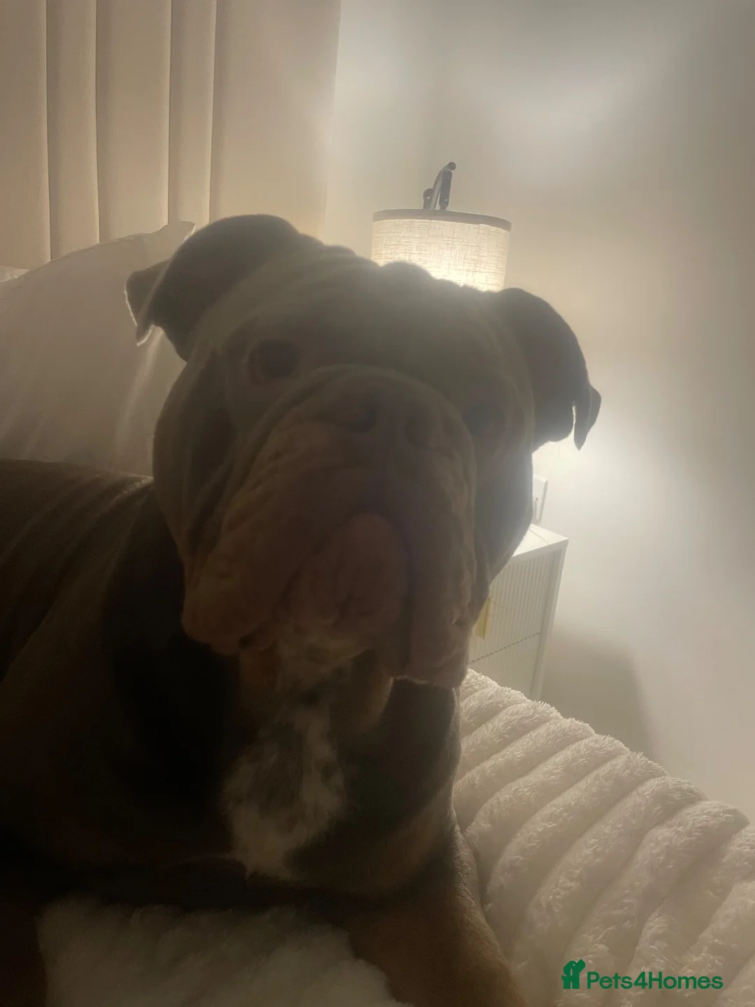 Olde English Bulldogge dogs for sale: Olde tyme English bulldog - Advert 2