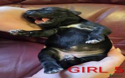 Staffordshire Bull Terrier dogs for sale: KC registered Champions Bloodline Show Quality  - Image 7