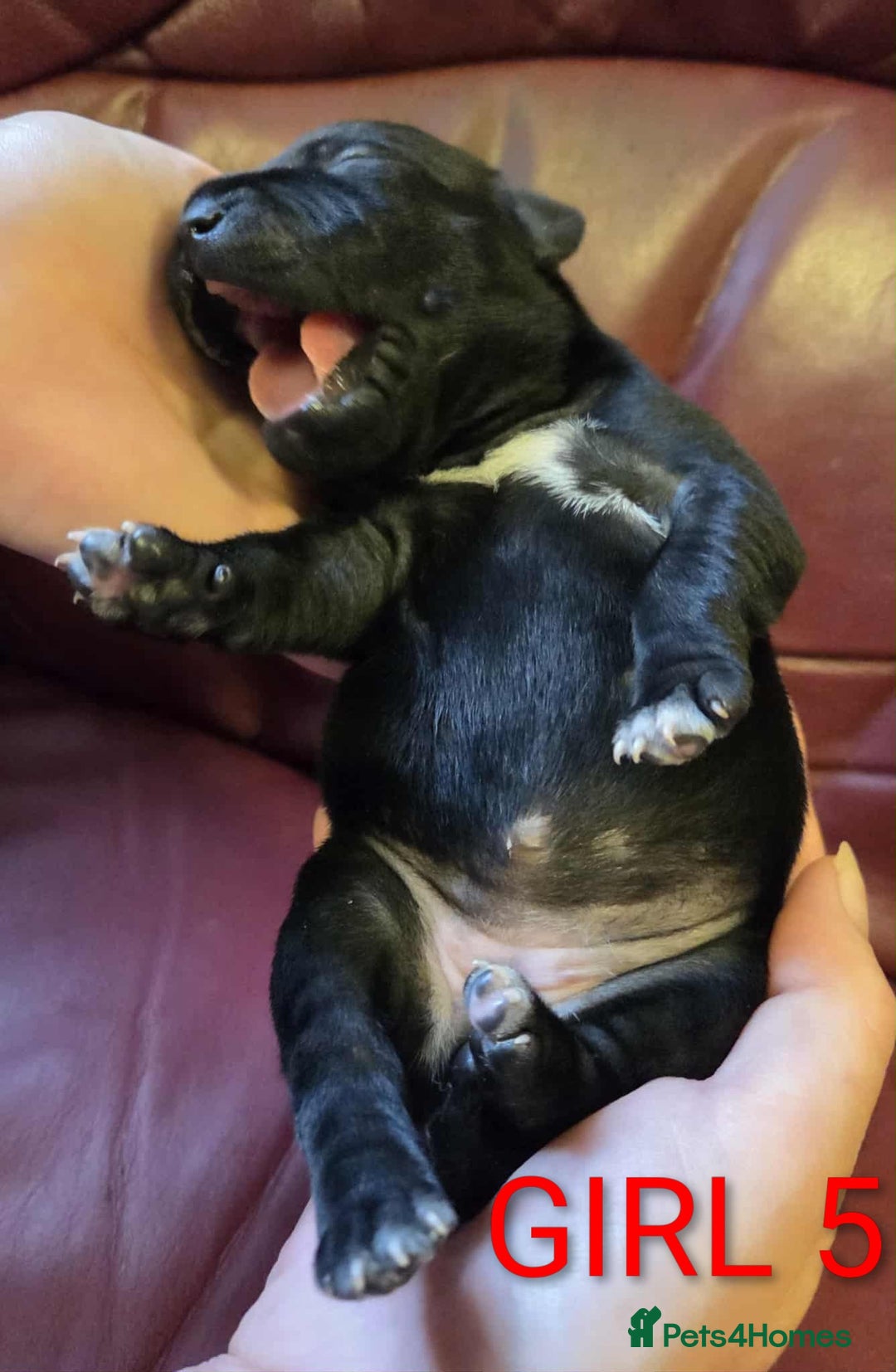 Staffordshire Bull Terrier dogs for sale: KC registered Champions Bloodline Show Quality  - Image 7