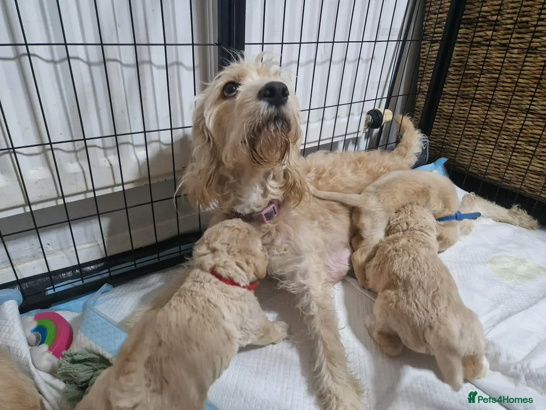 Mixed Breed dogs for sale: Beagle Doodles - Advert 13