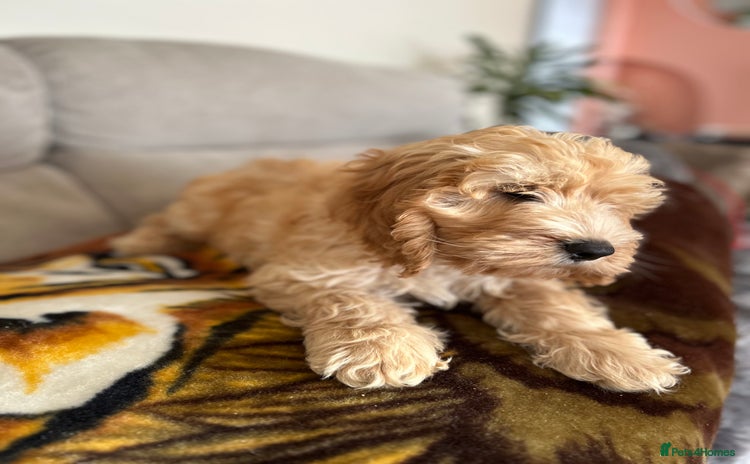 Cockapoo dogs - Advert 12