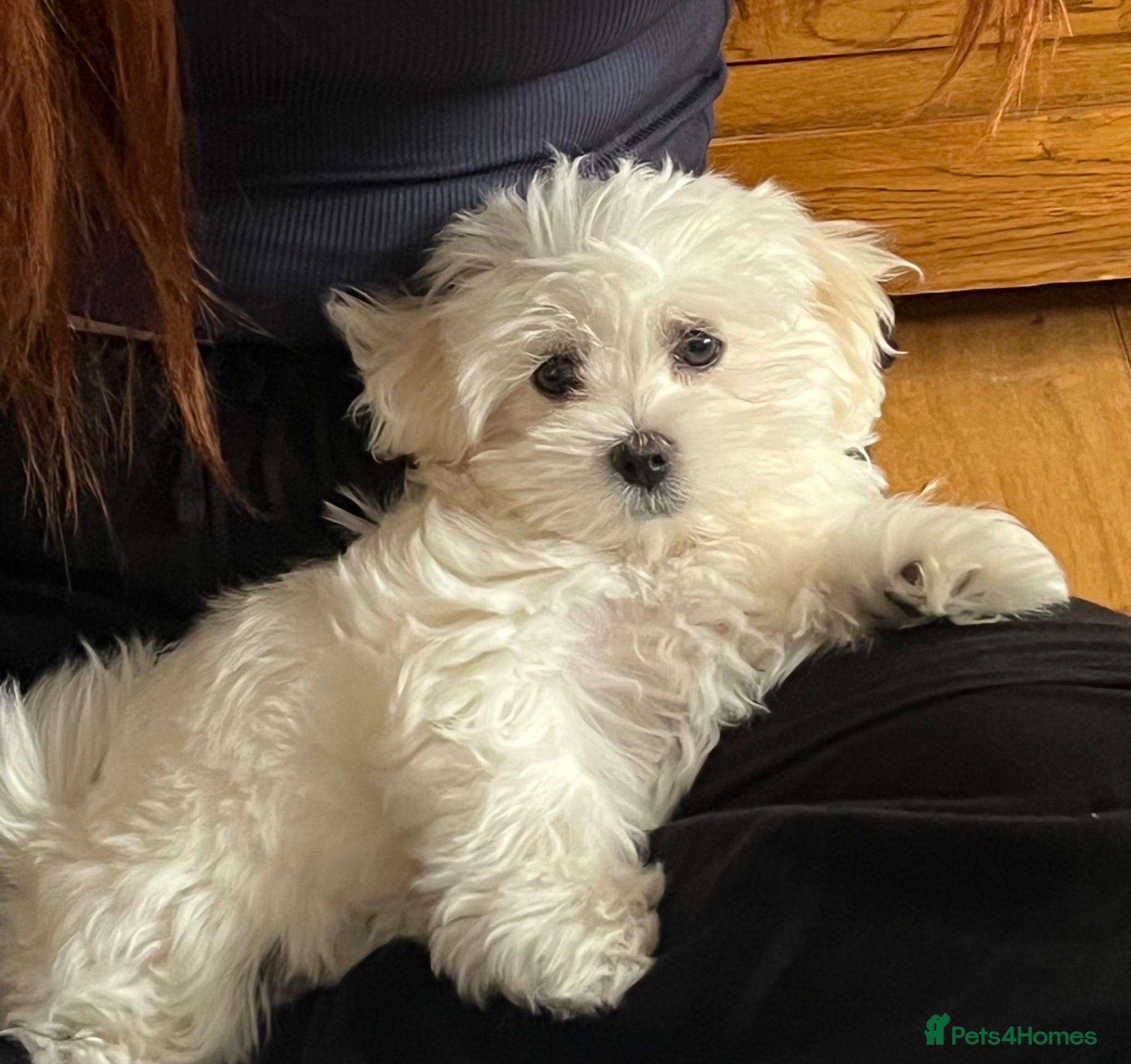 Maltese dogs Last KC Maltese female champion bloodline  - Advert 1