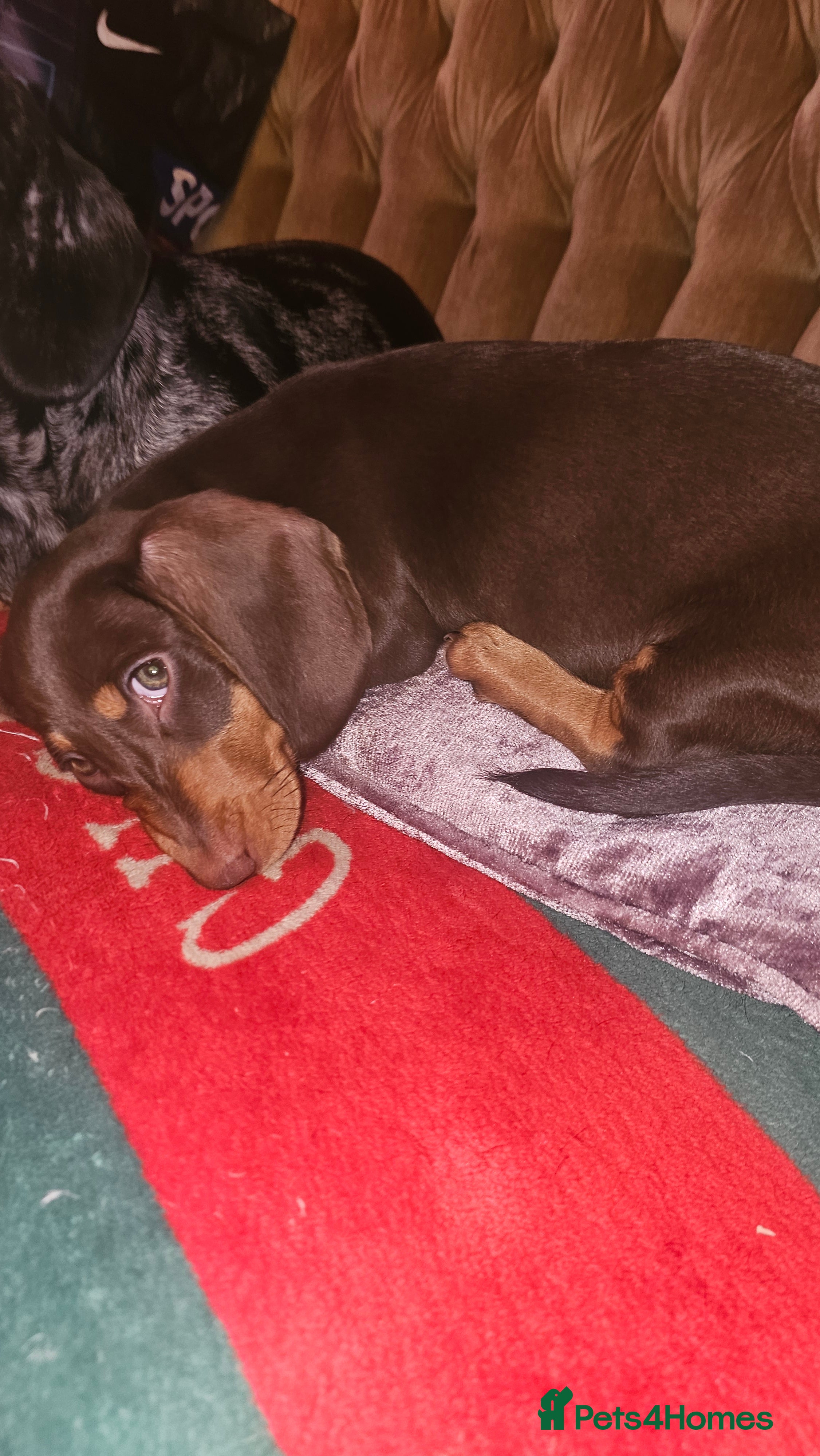 Dachshund dogs Medium sized' short legged Dachshund puppies - Advert 2