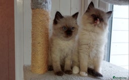 Ragdoll cats for sale: Ragdoll Kittens Looking for Loving Homes - Image 3
