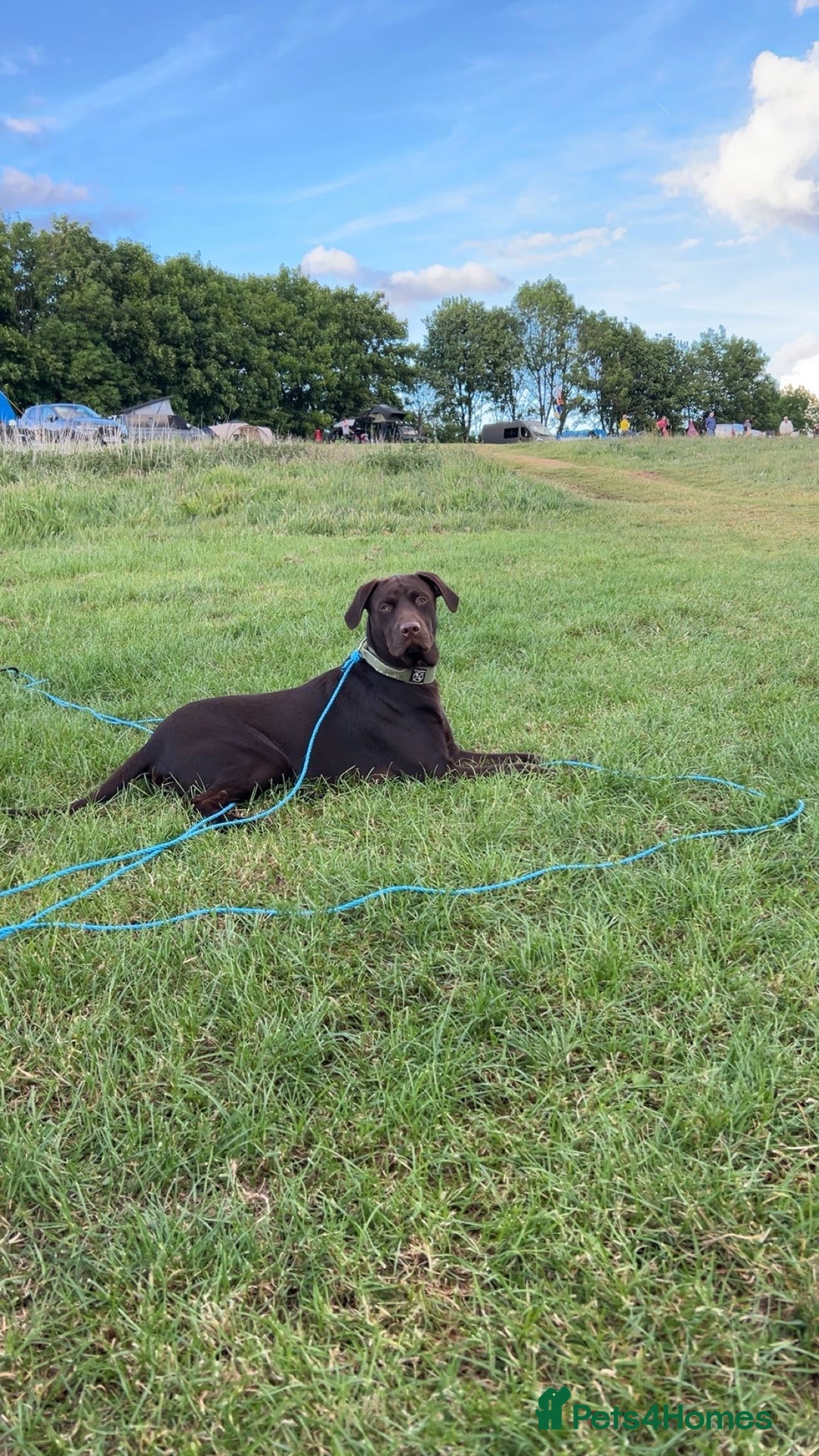 Labrador Retriever dogs for stud: Chocolate Labrador for stud - Image 2