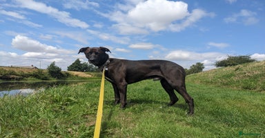 Mixed Breed dogs - Advert 1