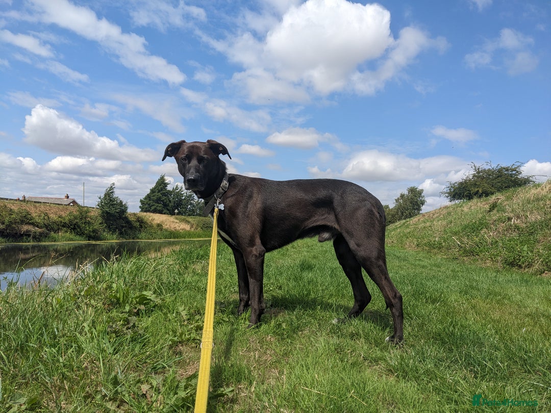 Mixed Breed dogs for sale: Teddy (Collie, Great Dane, Doberman mix) - Image 2