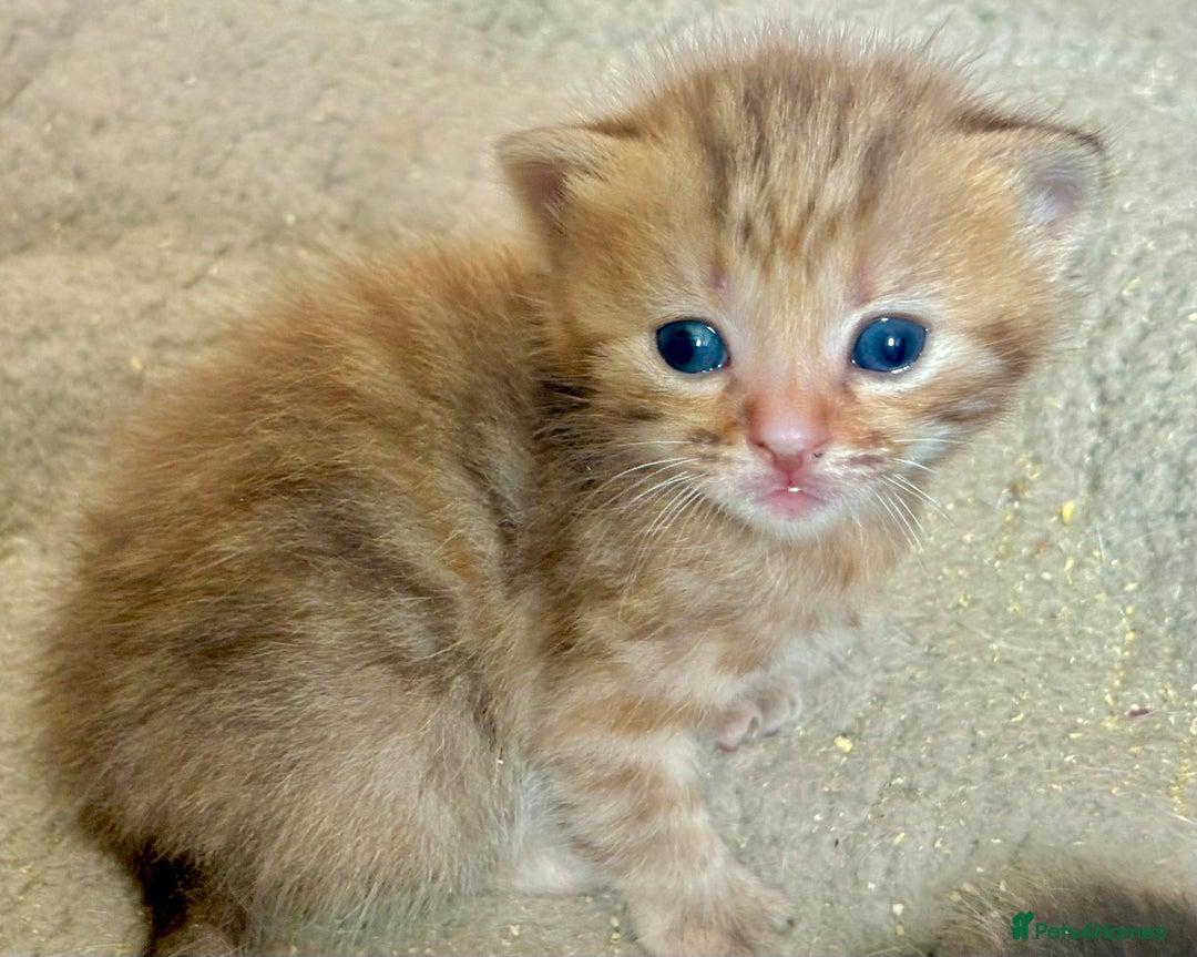 Bengal cats for sale: Beautiful kittens  - Image 3