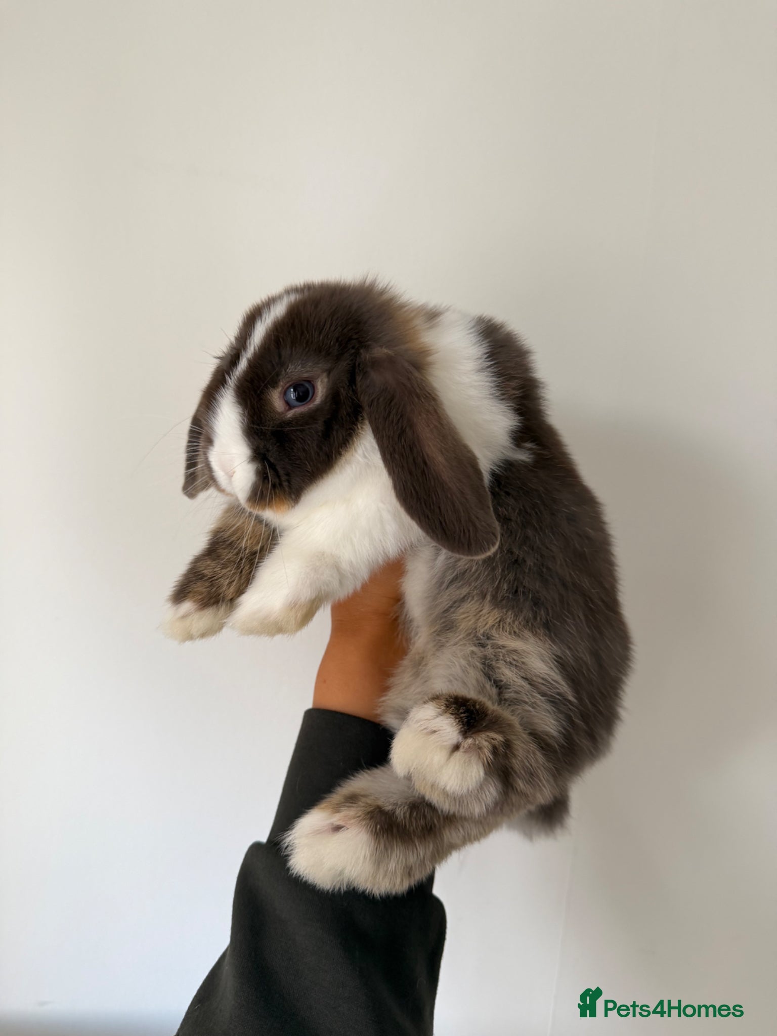 Mini Lop rabbits mini lop boy  - Advert 1
