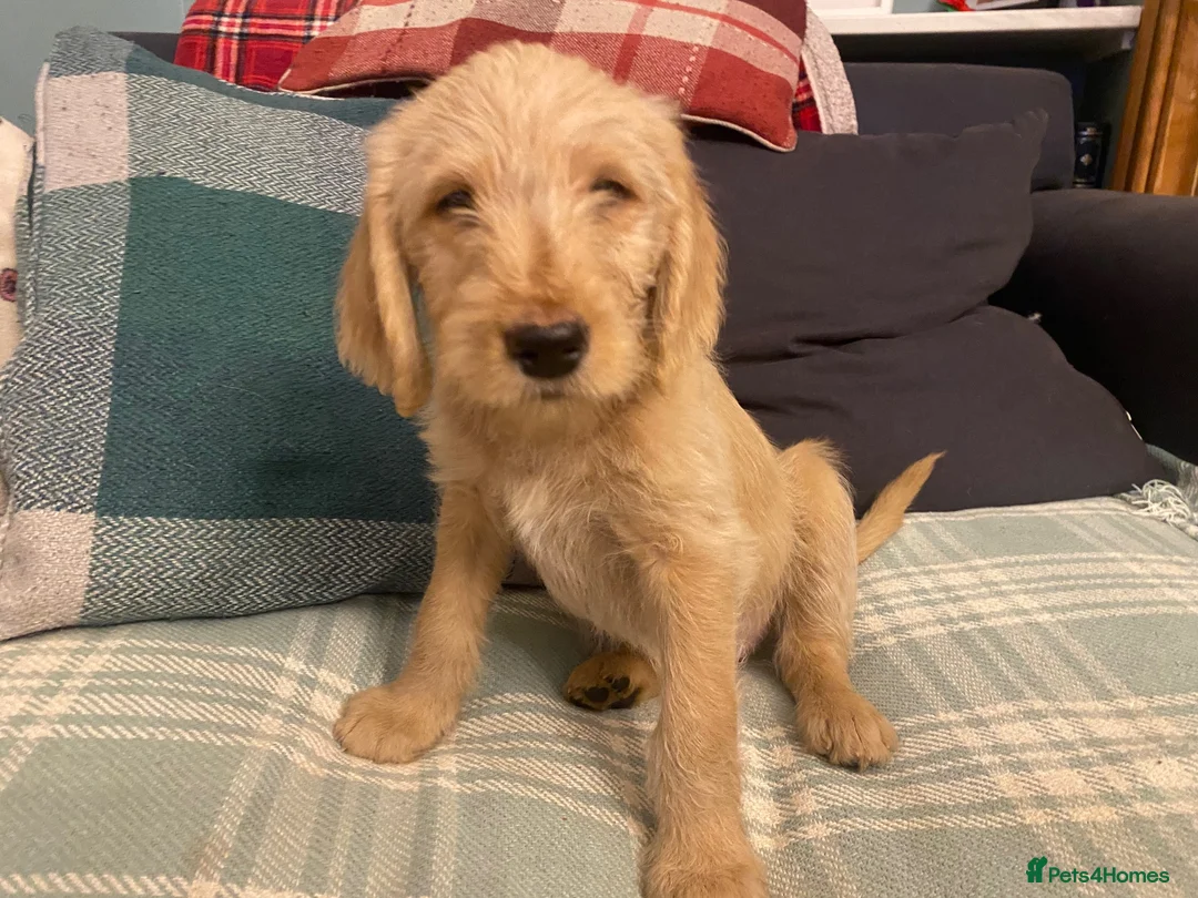 Labradoodle dogs for sale: Standard size labradoodle litter  - Advert 4