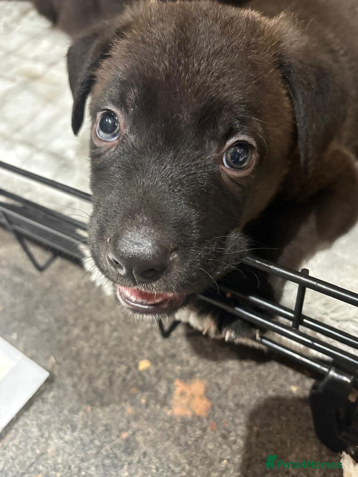 Mixed Breed dogs Gsd x Mali x Staffy - Advert 4