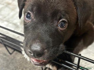 Mixed Breed dogs for sale - Advert 1