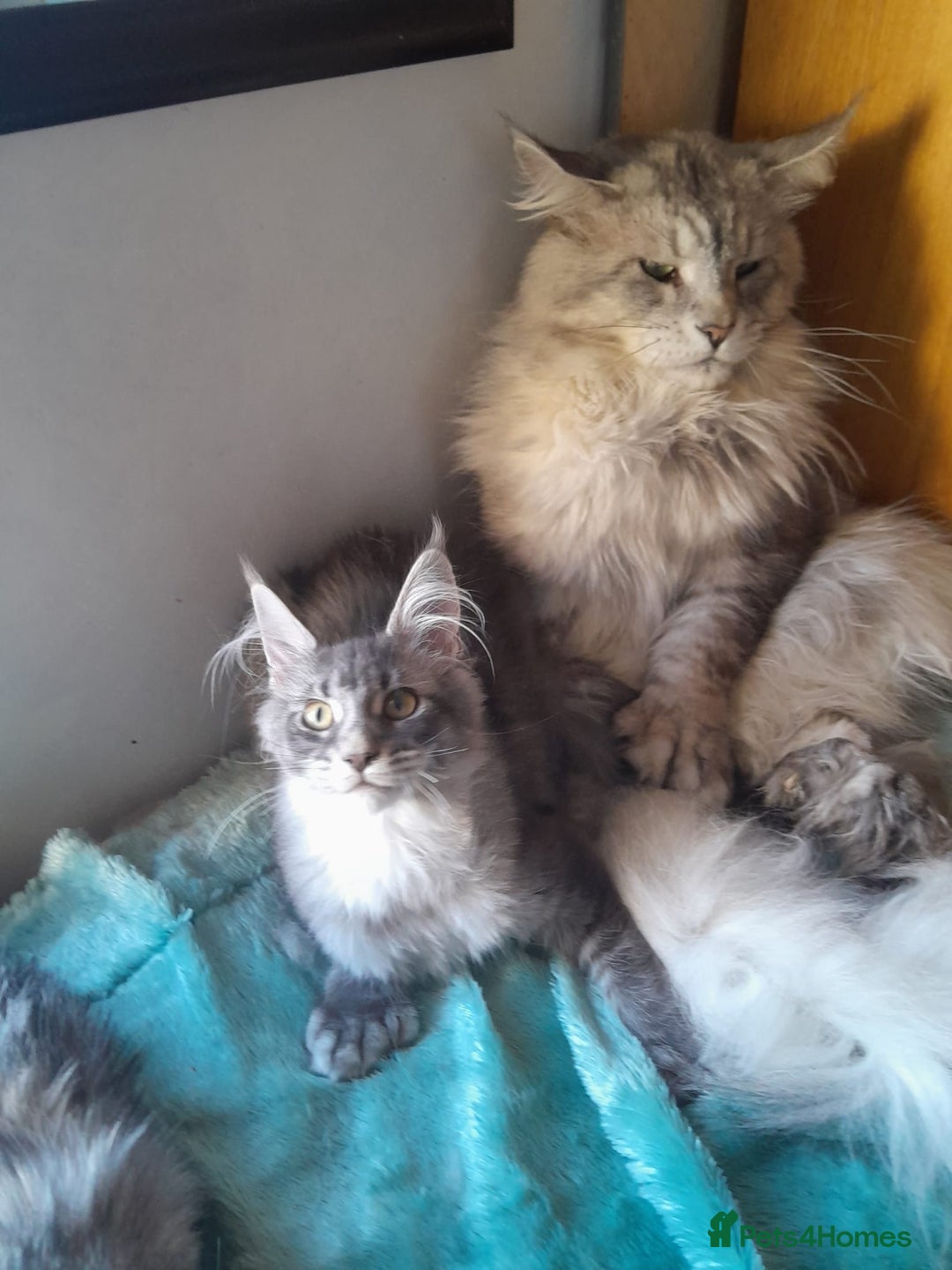 Maine Coon cats for sale: black smoke ticked ns25 polydactyl girl maine coon - Advert 8
