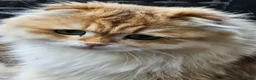 British Longhair cats for sale: British Longhaired Cats and Scottish Fold Cats - Advert 5