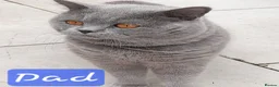 British Shorthair cats for sale: REDUCED PRICE available BSH kittens!!! - Advert 15
