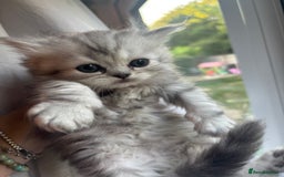Persian cats for sale: Persian Ragdoll Kittens  - Image 8